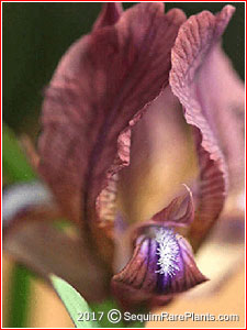 Iris sauveolens var. rubromarginata