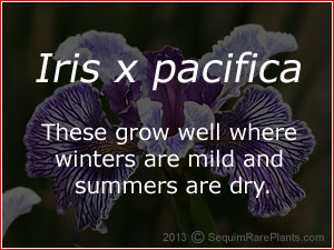 Iris pacific coast hybrids