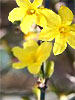 winter flowers of Jasminum nudiflorum