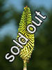 Kniphofia 'Cool Knip'
