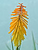 Kniphofia 'Gladness'