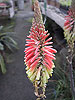 Kniphofia sarmentosa