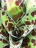 Manfreda (Agave) 'Spot'