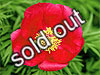 fernleaf peony
