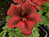 Pelargonium 'Burghi'