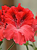 Pelargonium 'Edith North'