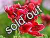 Pelargonium 'El Gato'