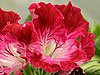 Pelargonium 'Picasso Pink'