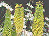 Kniphofia 'Percy's Pride'