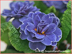 Primula 'Blue Sapphire'