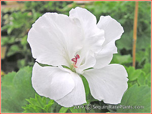 Pelargonium 'White Champion'