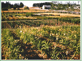 field growing our plants