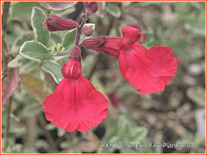 Salvia greggii 'Desert Blaze'