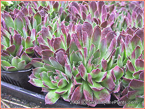 Jovibarba heuffelii 'Violet'