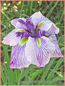 Iris ensata 'Caprician Butterfly'