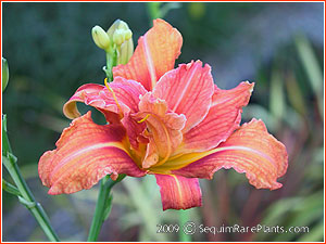 flower of Hemerocallis fulva 'Kwanso Variegata'