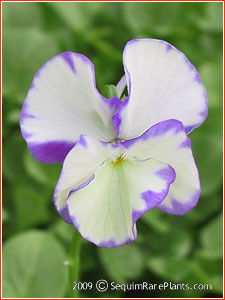 Viola 'Rebecca'
