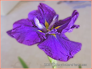 Iris ensata 'Exuberant Chanty'