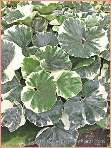 Farfugium japonica 'Argentea'