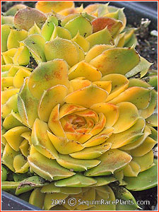 Jovibarba heuffelii 'Gold Bug'