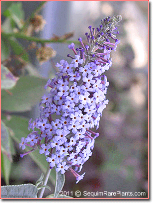 Buddleja 'Lochinch'