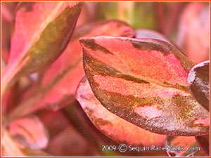Coprosma 'Evening Glow'