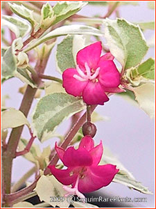 Fuchsia 'Elizabeth Hobby Variegated'