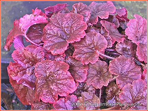 Tellima grandiflora 'Forest Frost'