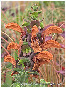 Salvia aficana lutea 10 graines/ seeds 