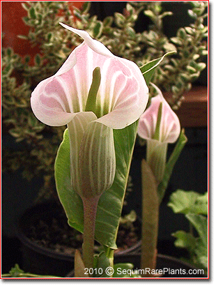 Arisaema candidissimum