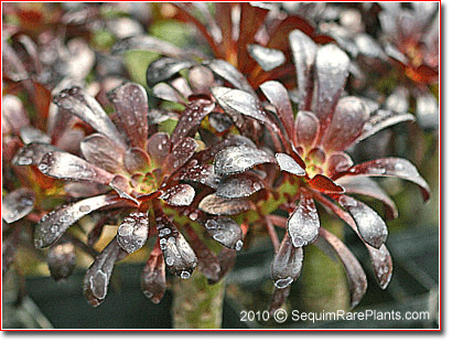 evergreen succulent, Aeonium 'Zwartkop'