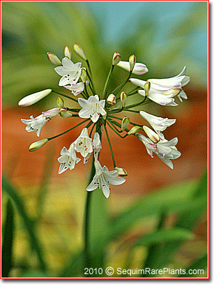 Agapanthus 'Polar Ice'
