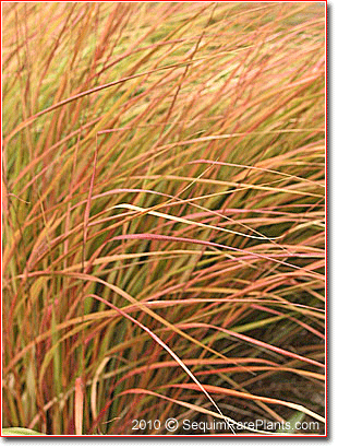 pheasant-tail grass, Anemanthele lessoniana