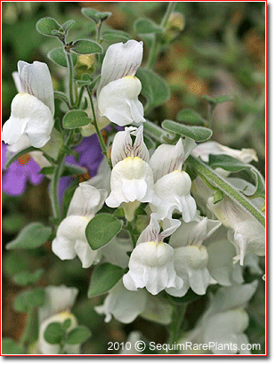 Antirrhinum 'Gummy'