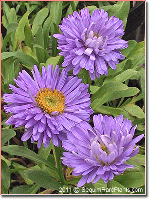 Aster alpinus 'Goliath'