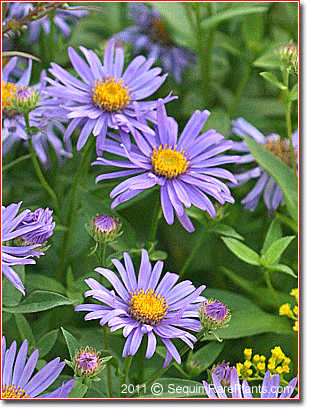 Aster 'Jungfrau'