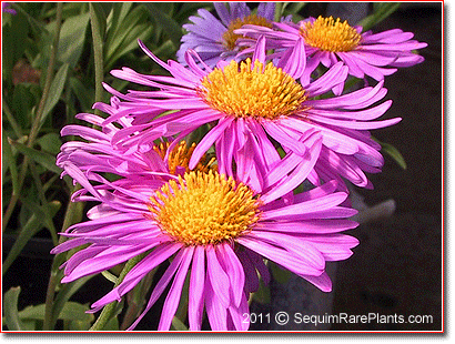 Aster alpinus 'Pinkie'