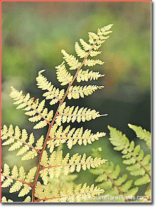 Athyrium 'Ghost'