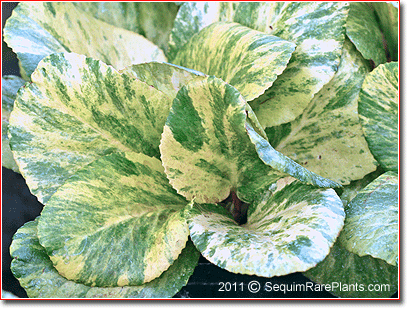 Bergenia 'Tubby Andrews'