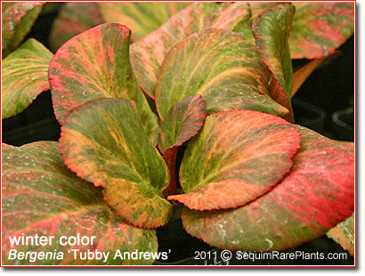 winter coloring of Bergenia 'Tubby Andrews'