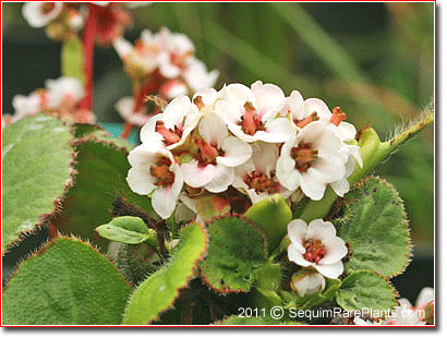 flowers of Bergenia ciliata