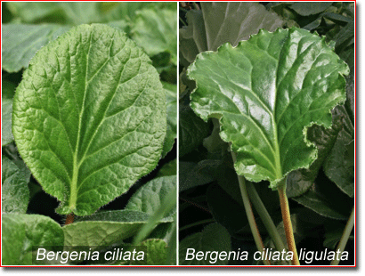comparison of Bergenia ciliata and ligulata leaves