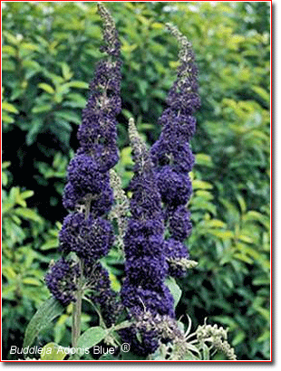 Buddleja 'Adonis Blue'