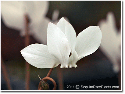 Cyclamen hederifolium 'Album'
