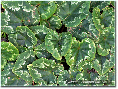 leaves of Cyclamen hederifolium 'Album'