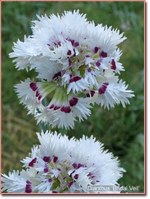 Dianthus 'Bridal Veil'