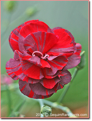 Dianthus 'Chomley Farran'