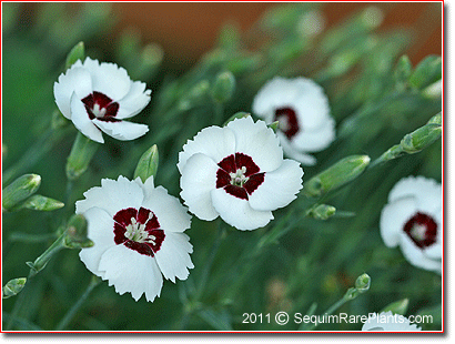Dianthus 'Dainty Dame'