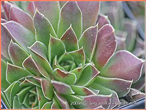 Jovibarba heuffelii 'Beacon Hill'