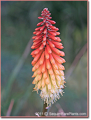 Kniphofia 'Apricot Souffle'